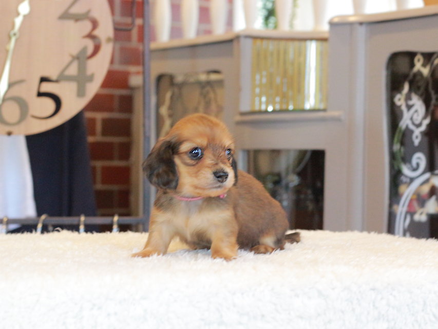 ミニチュア ダックスフンド ほたる & ジェットの子犬 レッド 女の子（2）