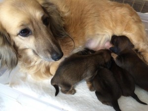 アンジュ 3/9出産しました