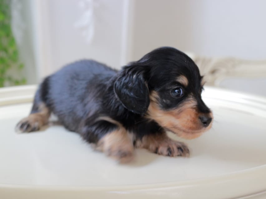 カニンヘン ダックスフンド ジェシー & スルガの子犬 ブラックイエロー 男の子IMG_5885 カニンヘンダックスフンド ジェシー & スルガの子犬 ブラックイエロー 男の子