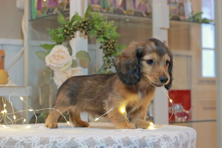 カニンヘン ダックスフンド キャンディ & 竹千代の子犬 レッド 男の子