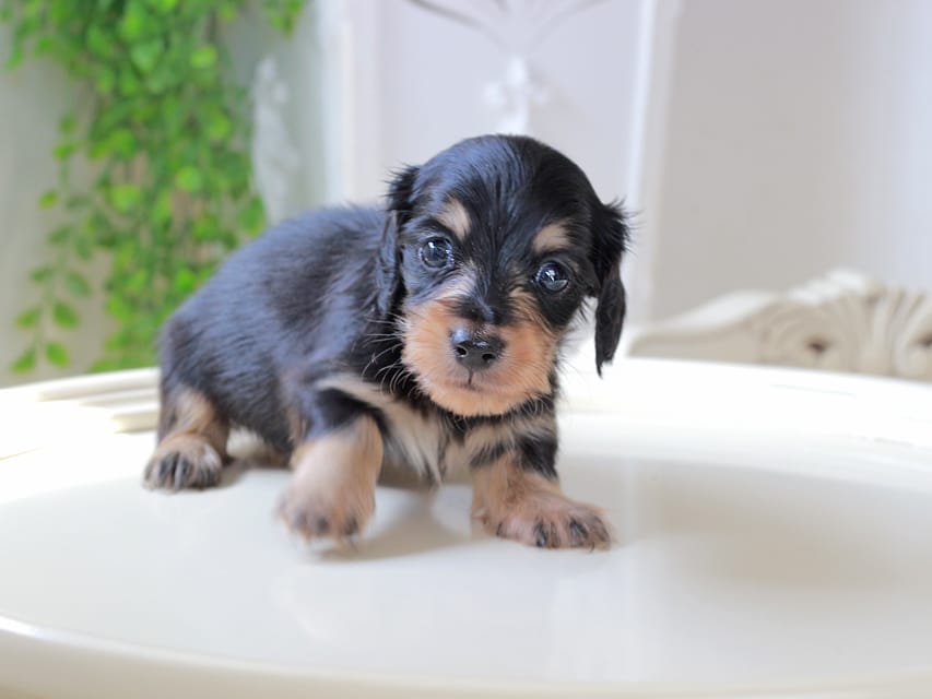 カニンヘン ダックスフンド ジェシー & スルガの子犬 ブラックイエロー 男の子IMG_5889 カニンヘンダックスフンド ジェシー & スルガの子犬 ブラックイエロー 男の子