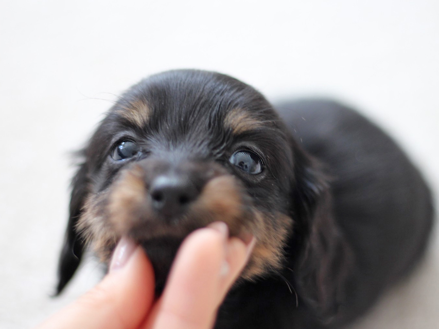 カニンヘン ダックスフンド ピノ & ブルースの子犬 ブラックイエロー（ブラッククリーム） 男の子
