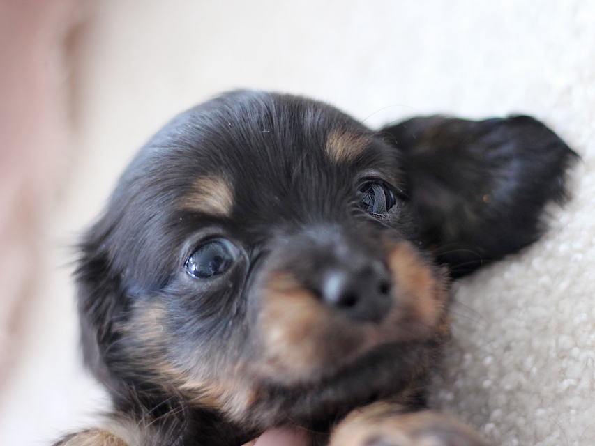 カニンヘン ダックスフンド ピノ & ブルースの子犬 ブラックイエロー（ブラッククリーム） 男の子