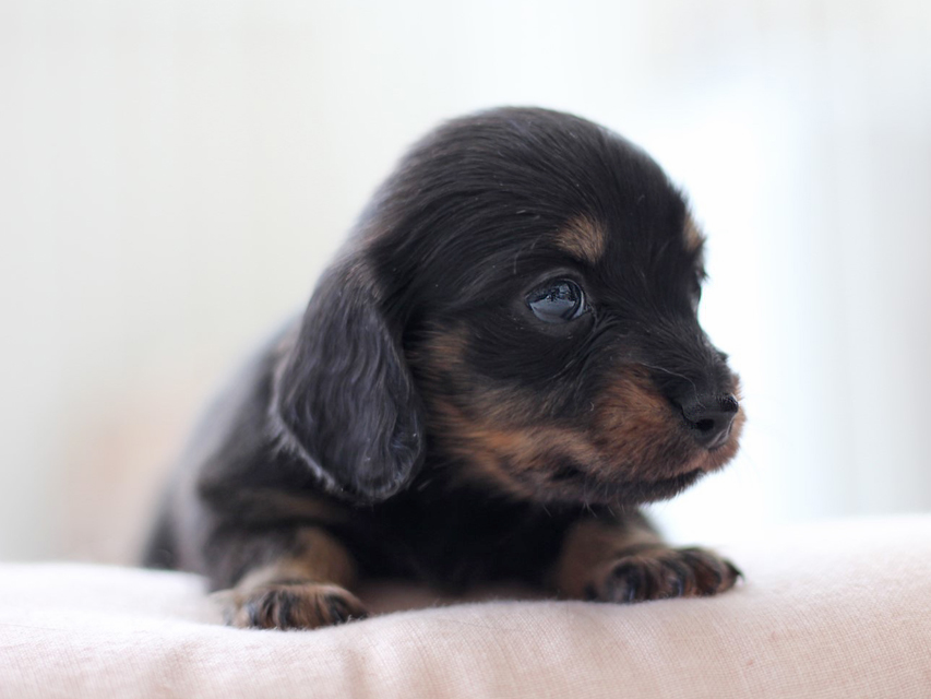 カニンヘン ダックスフンド ピノ & ブルースの子犬 ブラックイエロー（ブラッククリーム） 男の子