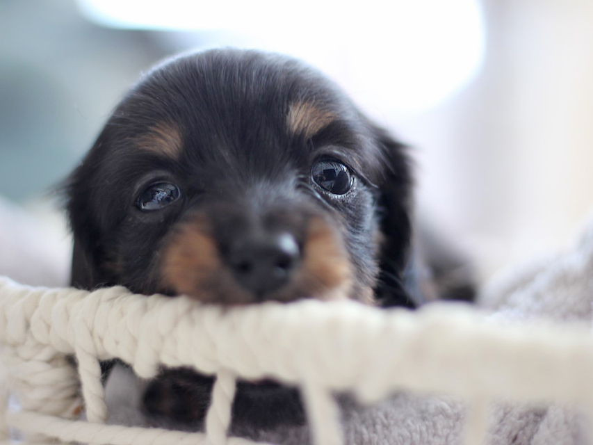 カニンヘン ダックスフンド ピノ & ブルースの子犬 ブラックイエロー（ブラッククリーム） 男の子