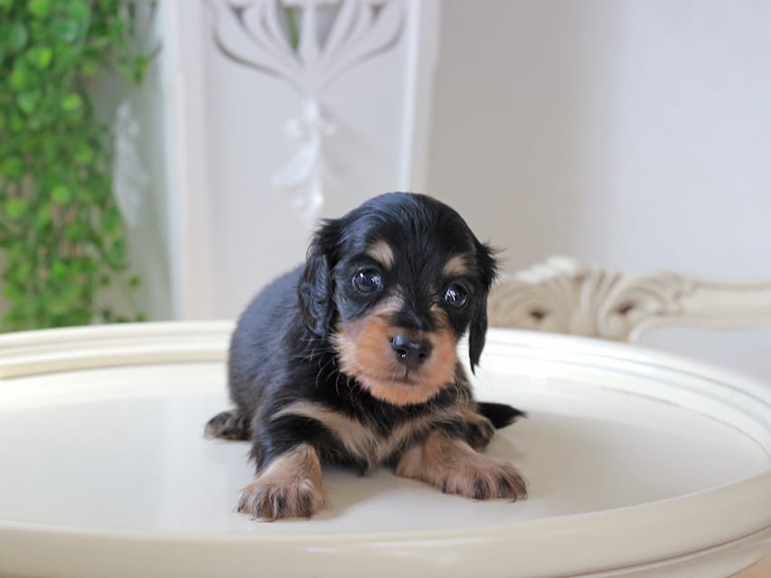 カニンヘン ダックスフンド ジェシー & スルガの子犬 ブラックイエロー 男の子IMG_5896 カニンヘンダックスフンド ジェシー & スルガの子犬 ブラックイエロー 男の子