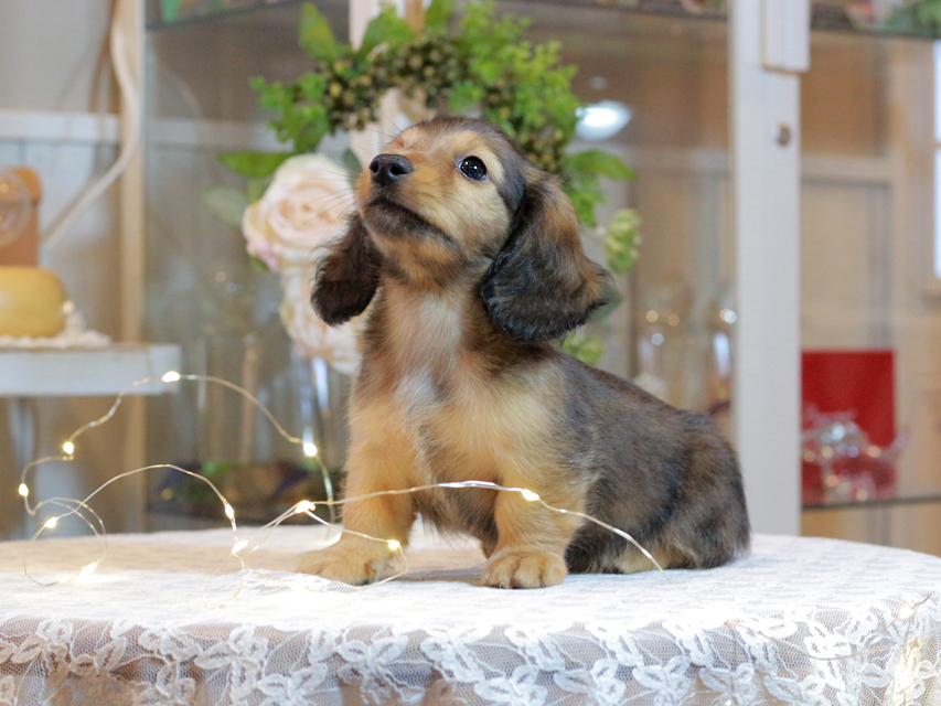 カニンヘン ダックスフンド キャンディ & 竹千代の子犬 レッド 男の子