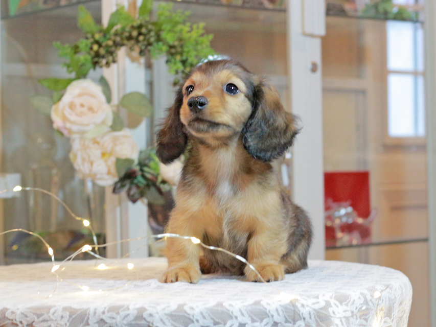 カニンヘン ダックスフンド キャンディ & 竹千代の子犬 レッド 男の子