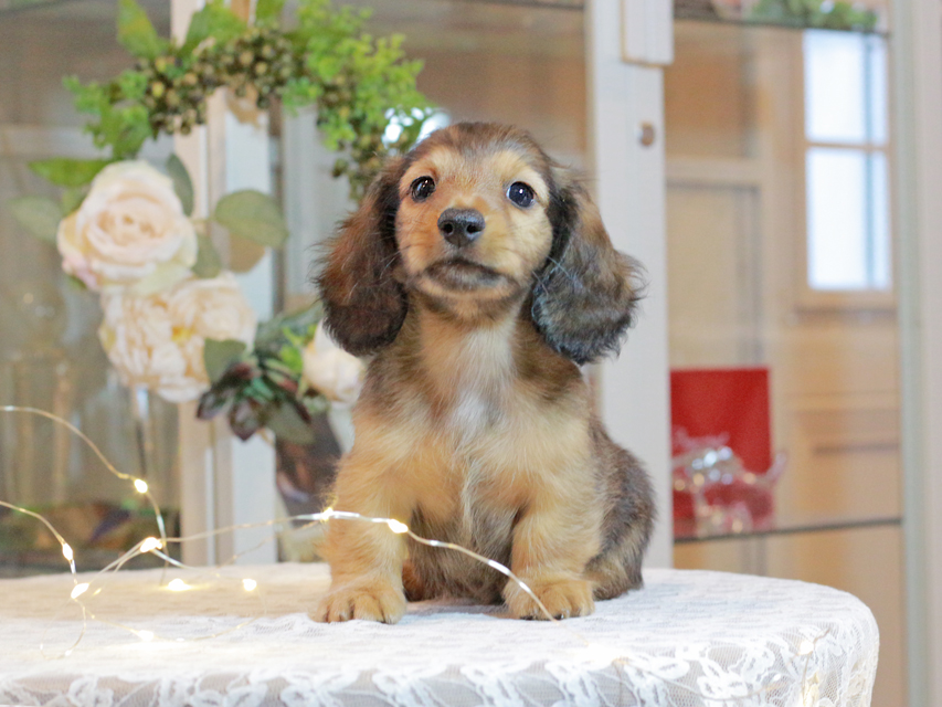 カニンヘン ダックスフンド キャンディ & 竹千代の子犬 レッド 男の子