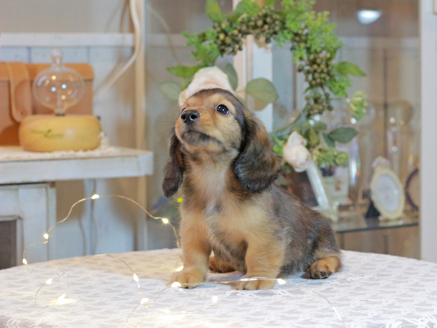 カニンヘン ダックスフンド キャンディ & 竹千代の子犬 レッド 男の子