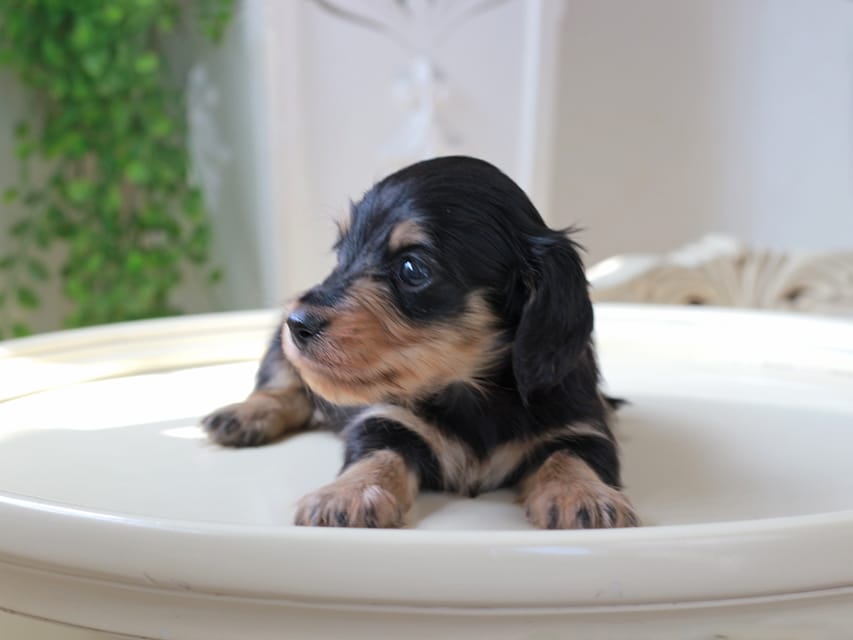 カニンヘン ダックスフンド ジェシー & スルガの子犬 ブラックイエロー 男の子IMG_5930 カニンヘンダックスフンド ジェシー & スルガの子犬 ブラックイエロー 男の子