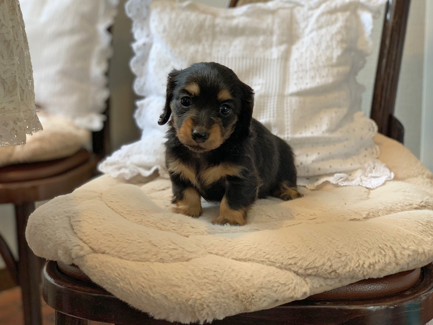 カニンヘン ダックスフンド ラムネkk & 朝日の子犬 ブラックタン  女の子