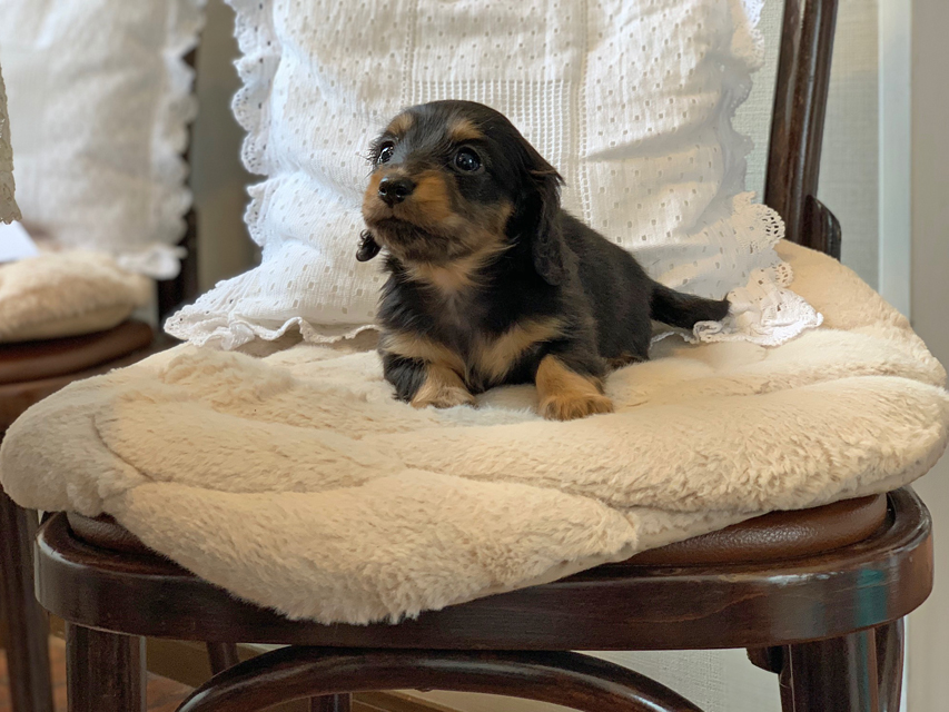 カニンヘン ダックスフンド ラムネkk & 朝日の子犬 ブラックタン  女の子