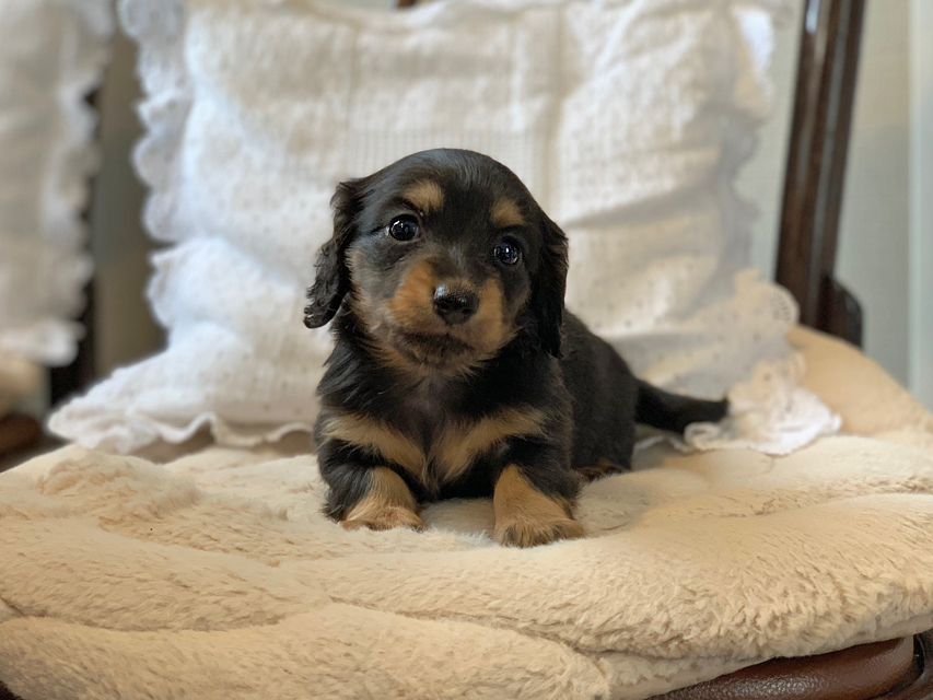 カニンヘン ダックスフンド ラムネkk & 朝日の子犬 ブラックタン  女の子