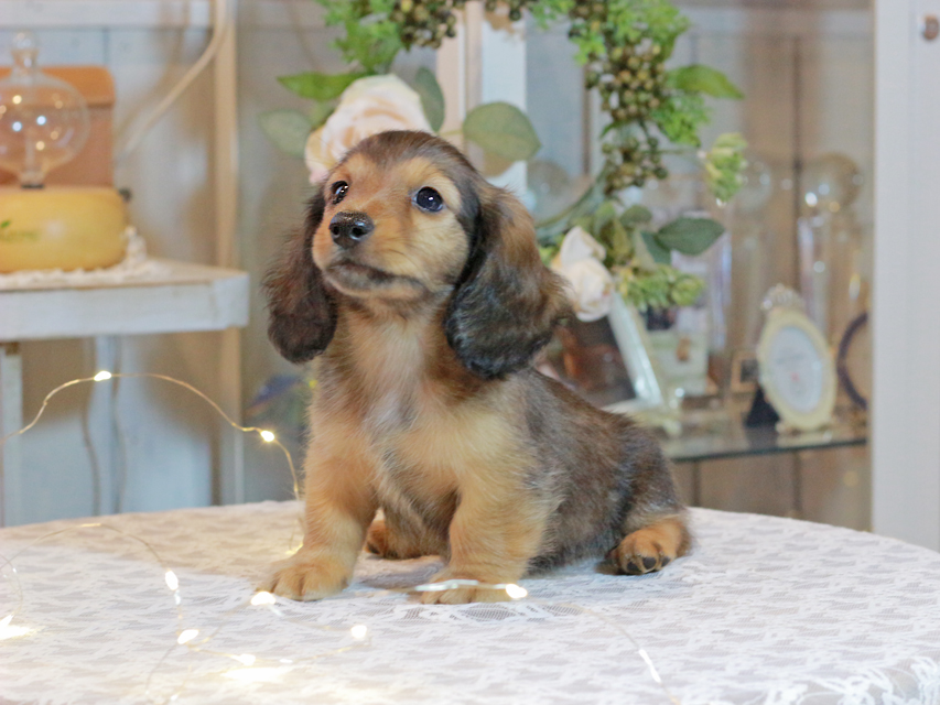 カニンヘン ダックスフンド キャンディ & 竹千代の子犬 レッド 男の子