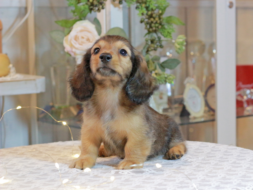 カニンヘン ダックスフンド キャンディ & 竹千代の子犬 レッド 男の子