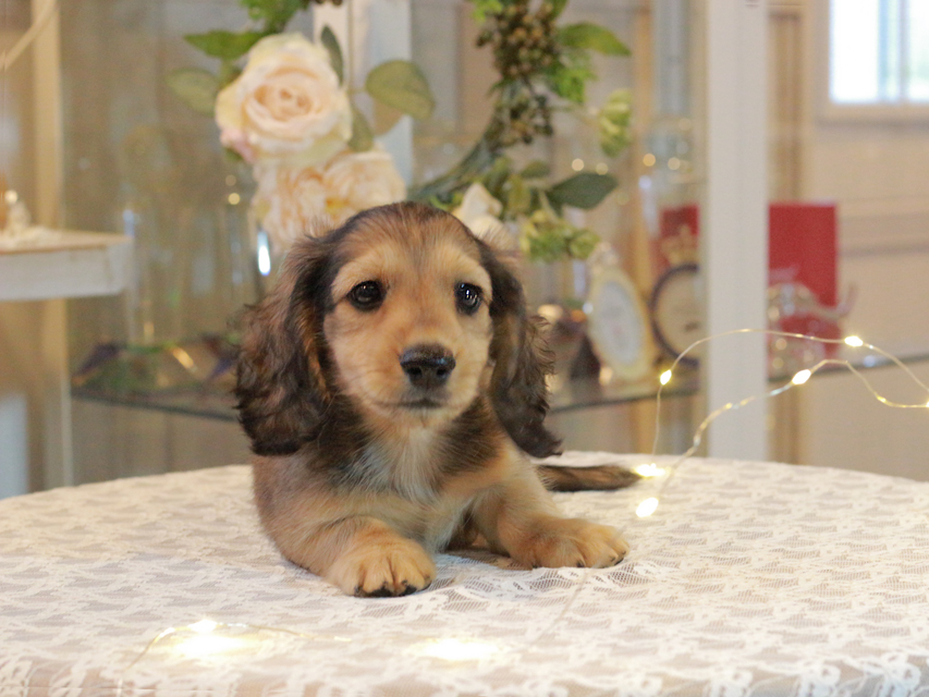 カニンヘン ダックスフンド キャンディ & 竹千代の子犬 イエロー（クリーム） 男の子