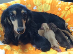 グリム 3月16日出産しました