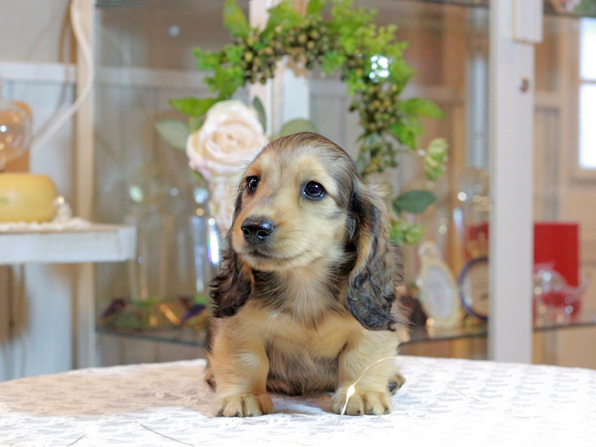 カニンヘン ダックスフンド キャンディ & 竹千代の子犬 イエロー（クリーム） 男の子