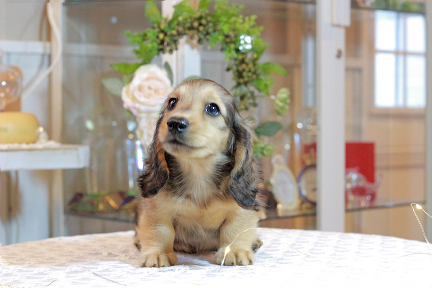 カニンヘン ダックスフンド キャンディ & 竹千代の子犬 イエロー（クリーム） 男の子
