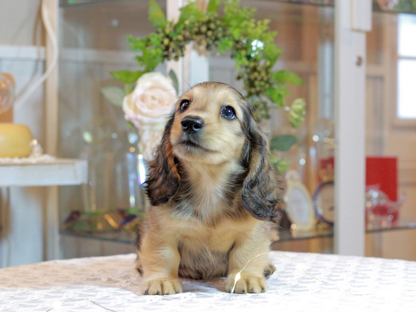 カニンヘン ダックスフンド キャンディ & 竹千代の子犬 イエロー（クリーム） 男の子