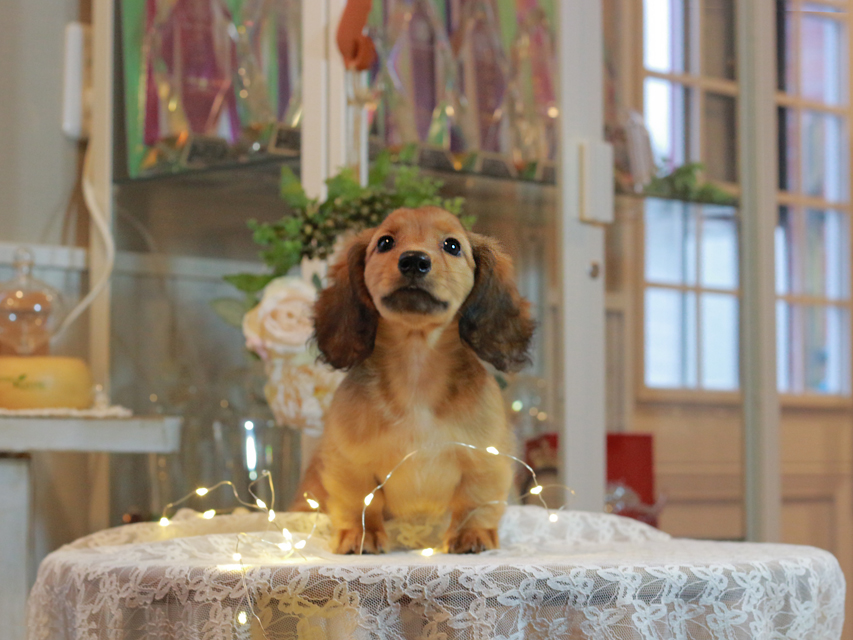 カニンヘン ダックスフンド シオン & ロックスの子犬 シェーデットレッド 女の子