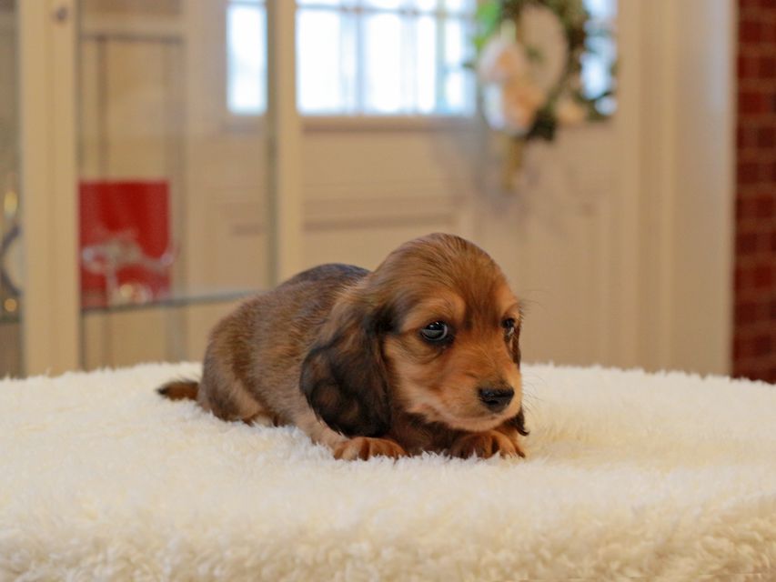 ミニチュア ダックスフンド ほたる & ジェットの子犬 レッド 男の子（1）