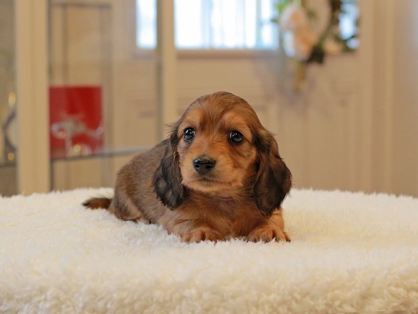 ミニチュア ダックスフンド ほたる & ジェットの子犬 レッド 男の子（1）