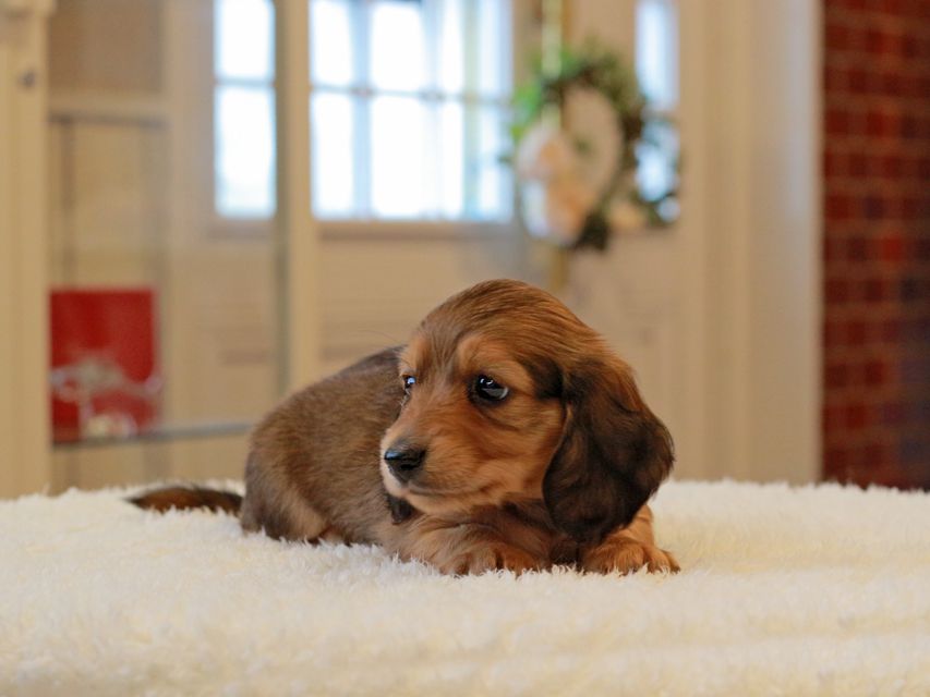 ミニチュア ダックスフンド ほたる & ジェットの子犬 レッド 男の子（1）