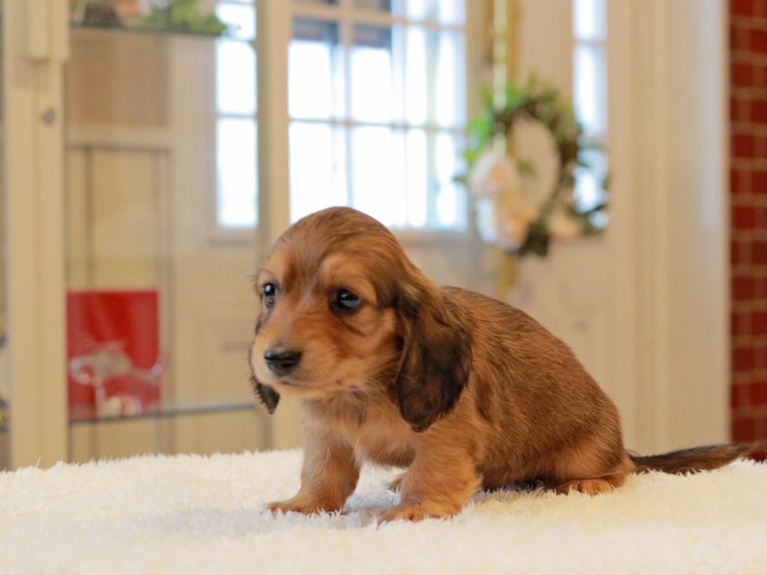 ミニチュア ダックスフンド ほたる & ジェットの子犬 レッド 男の子（1）