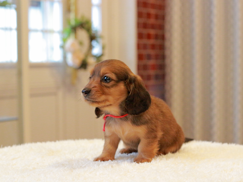 ミニチュア ダックスフンド ほたる & ジェットの子犬 レッド 女の子（1）
