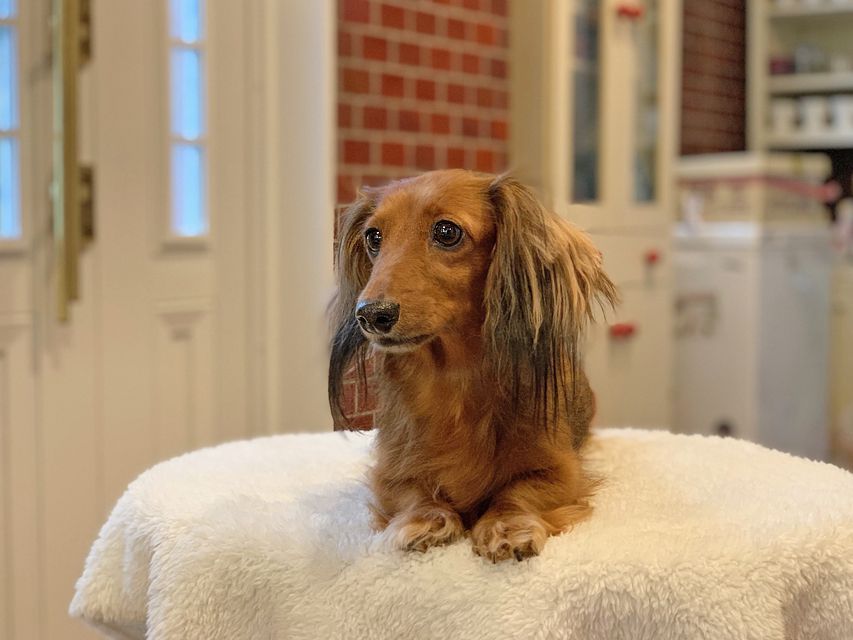 カニンヘン ダックスフンド ジャスミンカニンヘン ダックスフンド ジャスミンIMG_6042 カニンヘン ダックスフンド ジャスミン