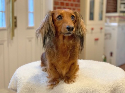 カニンヘン ダックスフンド ジャスミン