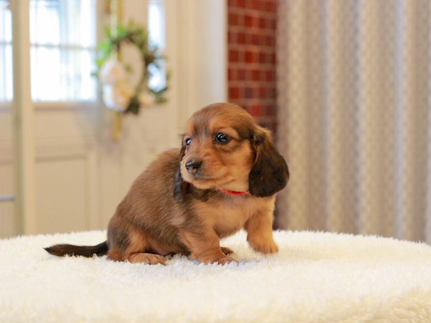 ミニチュア ダックスフンド ほたる & ジェットの子犬 レッド 女の子（1）