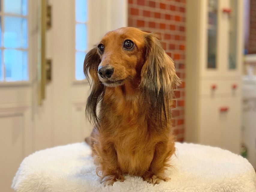 カニンヘン ダックスフンド ジャスミンカニンヘン ダックスフンド ジャスミンIMG_6048 カニンヘン ダックスフンド ジャスミン