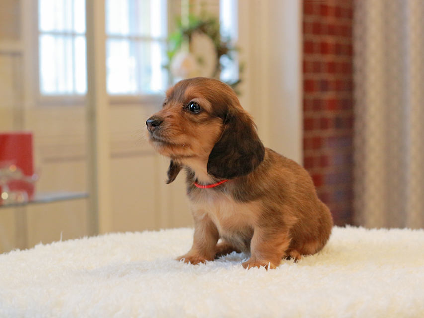 ミニチュア ダックスフンド ほたる & ジェットの子犬 レッド 女の子（1）