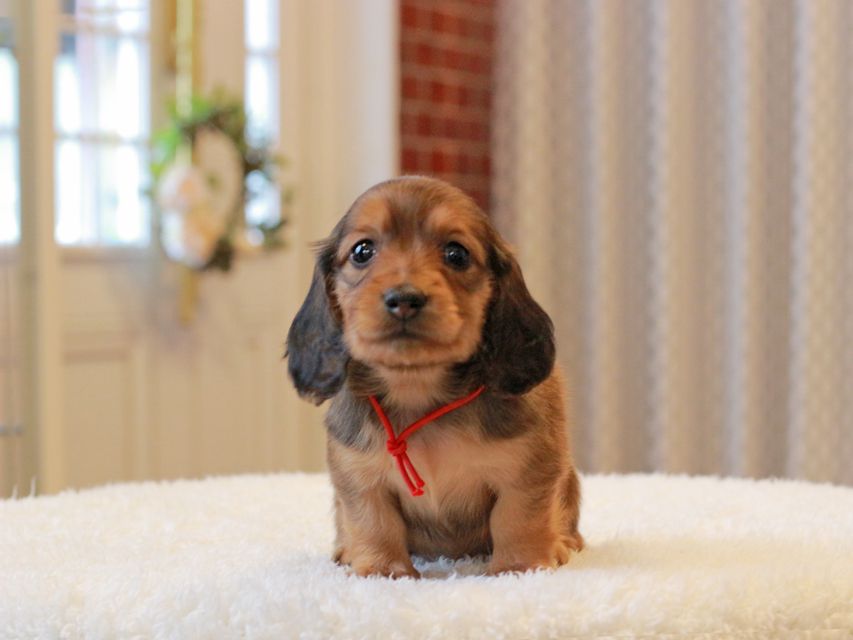 ミニチュア ダックスフンド ほたる & ジェットの子犬 レッド 女の子（1）