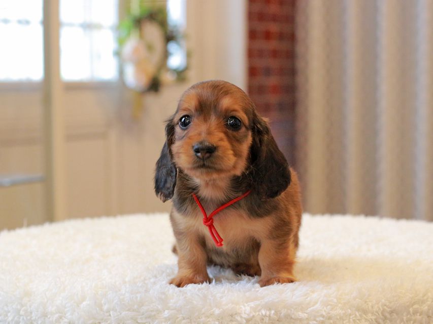 ミニチュア ダックスフンド ほたる & ジェットの子犬 レッド 女の子（1）
