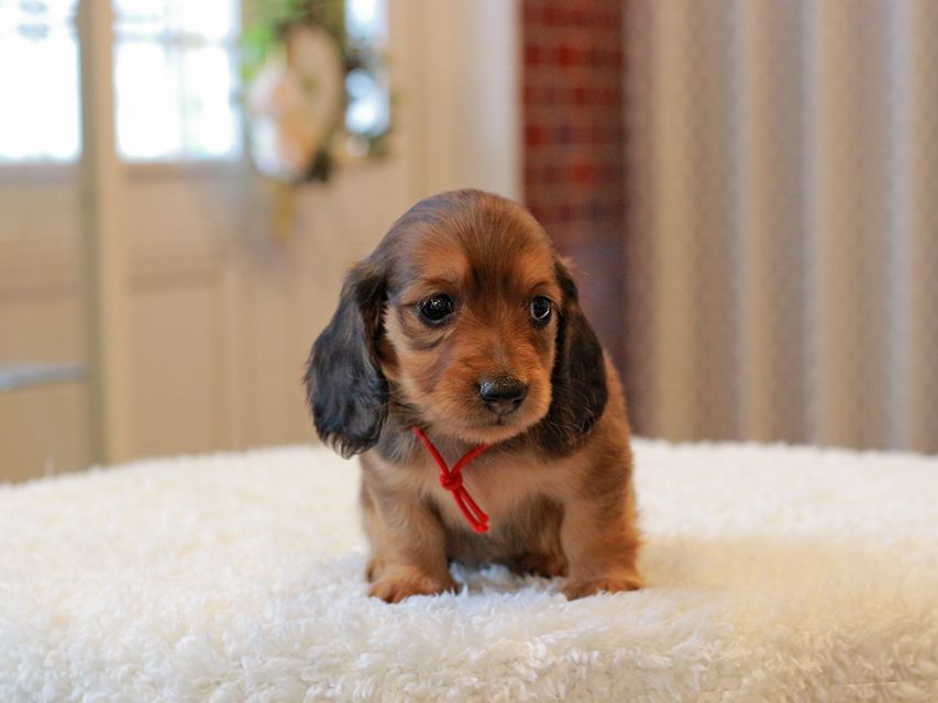 ミニチュア ダックスフンド ほたる & ジェットの子犬 レッド 女の子（1）