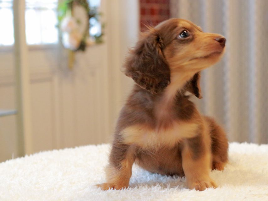 カニンヘン ダックスフンド ラムネ & 朝日の子犬 チョコレートタン 男の子