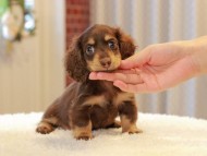 ラムネ & 朝日の子犬 チョコレートイエロー（チョコレートクリーム） 女の子