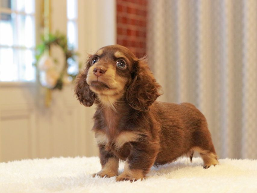 カニンヘン ダックスフンド ラムネ & 朝日の子犬 チョコレートイエロー（チョコレートクリーム） 女の子