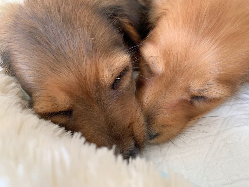 カニンヘン ダックスフンド 犬舎6165 カニンヘン ダックスフンド 犬舎