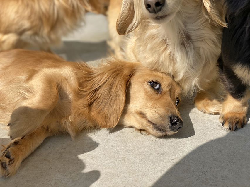 カニンヘン ダックスフンド 犬舎6169 カニンヘン ダックスフンド 犬舎