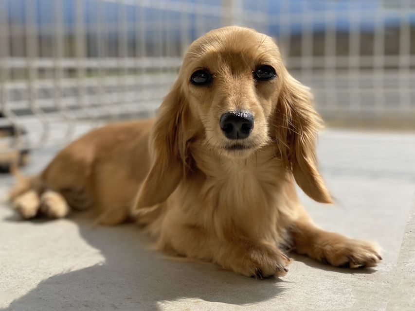 カニンヘン ダックスフンド 犬舎6172 カニンヘン ダックスフンド 犬舎