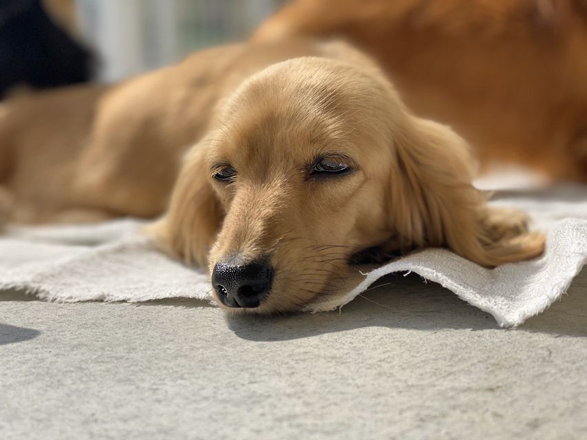 カニンヘン ダックスフンド 犬舎6175 カニンヘン ダックスフンド 犬舎