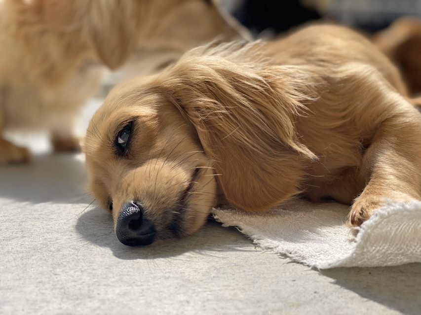 カニンヘン ダックスフンド 犬舎6176 カニンヘン ダックスフンド 犬舎