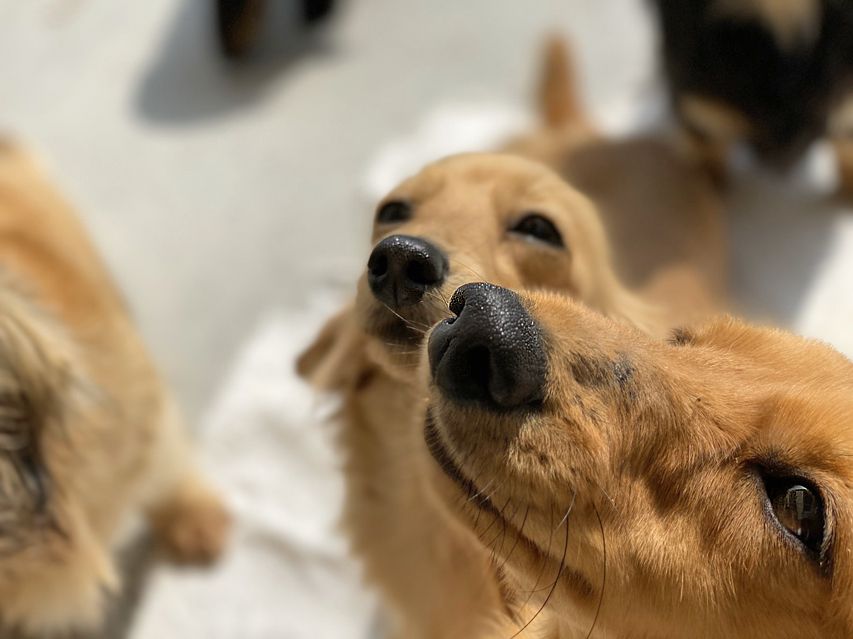 カニンヘン ダックスフンド 犬舎6179 カニンヘン ダックスフンド 犬舎