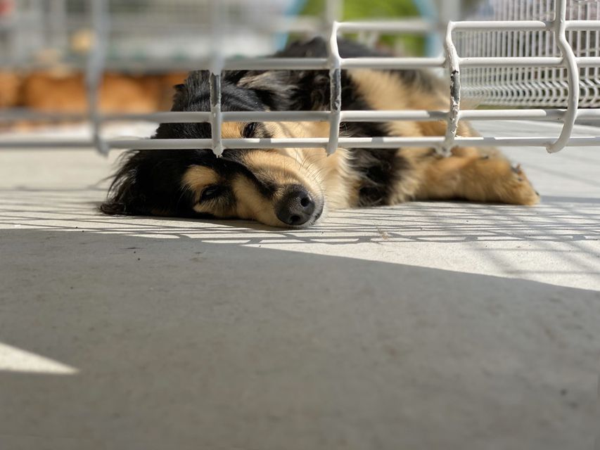 カニンヘン ダックスフンド 犬舎6182 カニンヘン ダックスフンド 犬舎