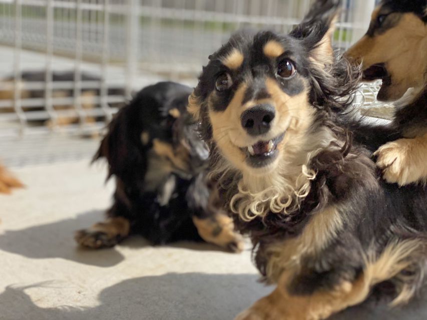 カニンヘン ダックスフンド 犬舎6184 カニンヘン ダックスフンド 犬舎